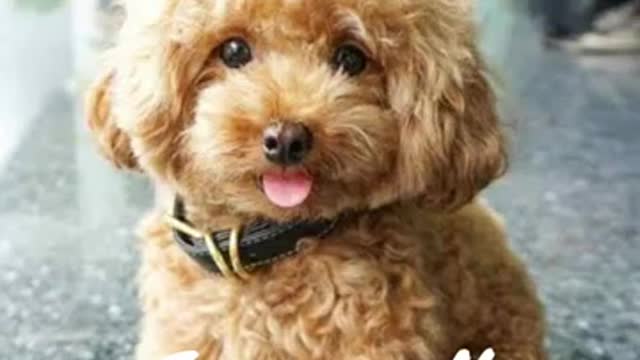 Cuttest dog breeds