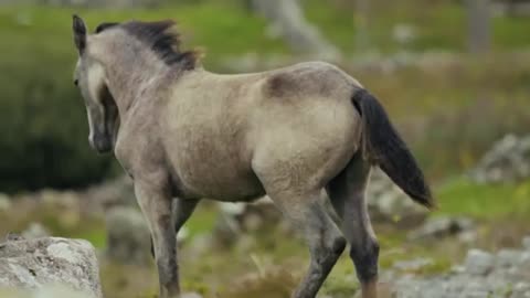 wild horse running