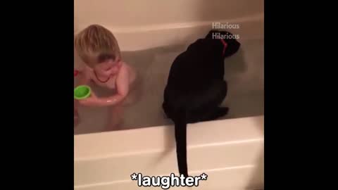 cute and funny animal video