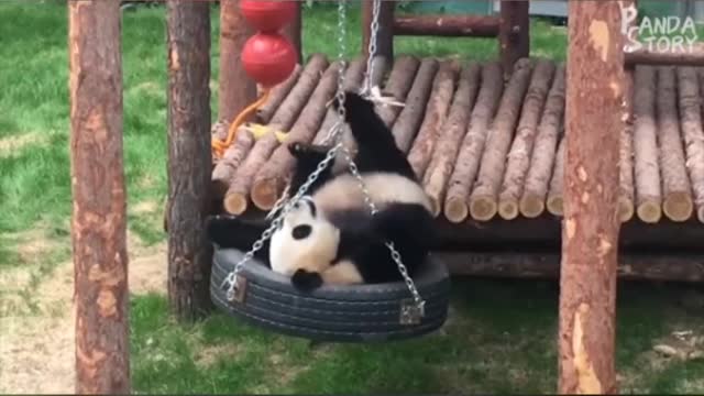Cute panda