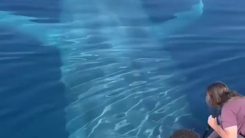 Lovely view of a whale moving under water