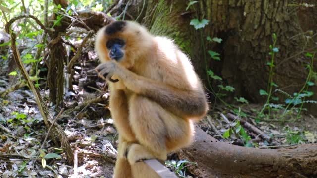 Smart Monkey Making Snack