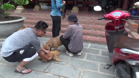 Dogs React When Seeing Stranger