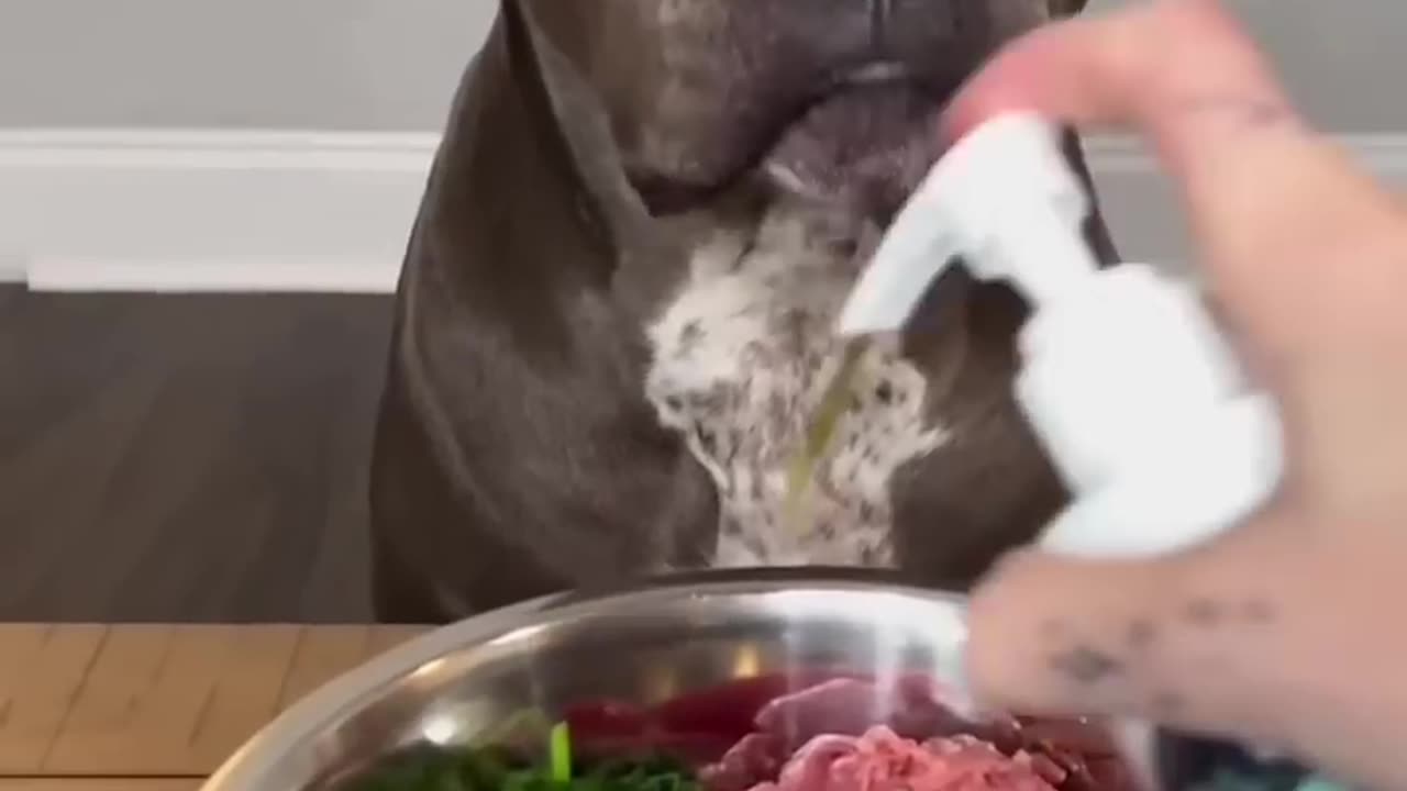 Best Diet for Dogs