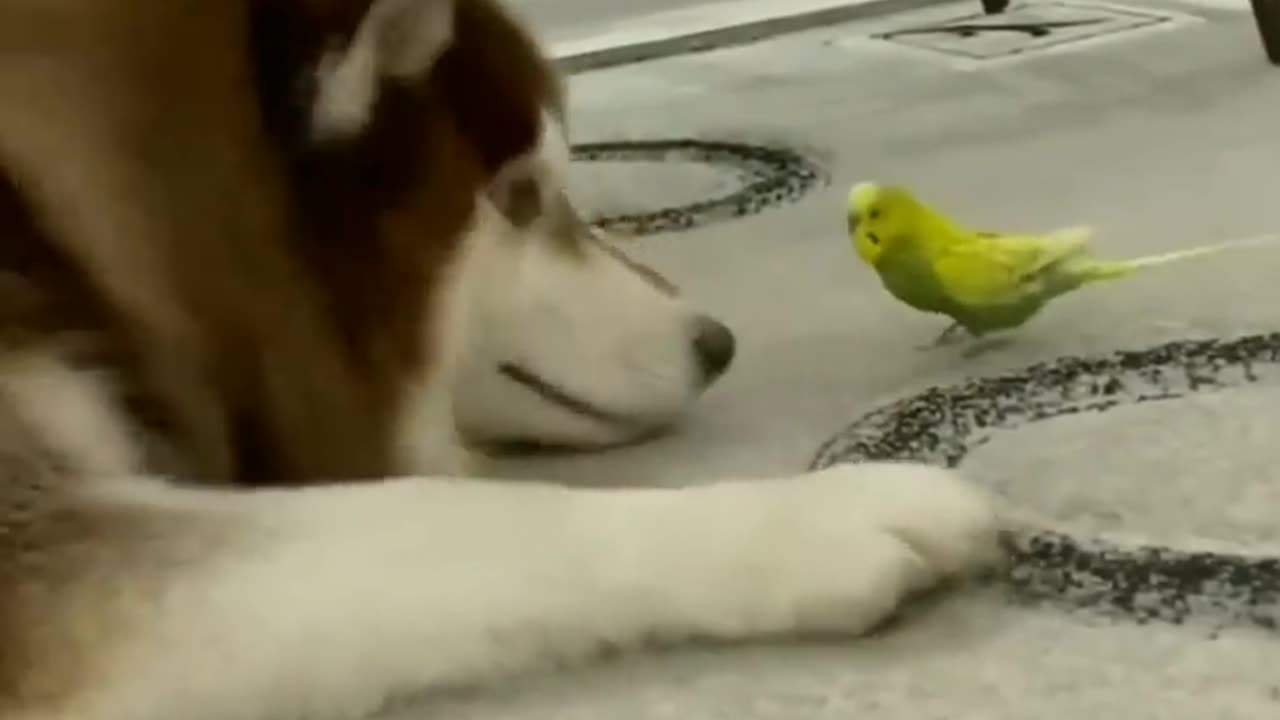 Favorite Friends Big and small
