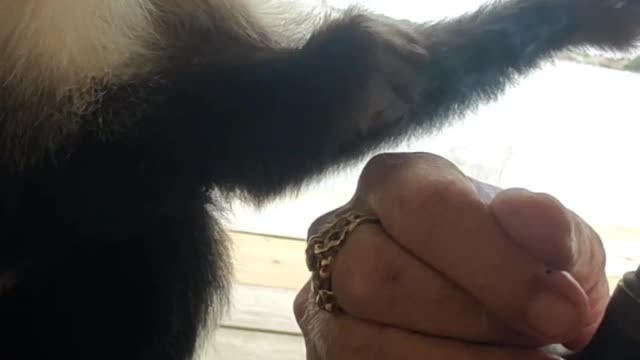 Chewy the capuchin monkey