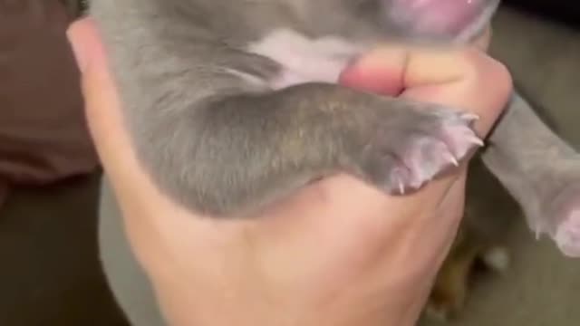Cute puppy Short Video ll #Short