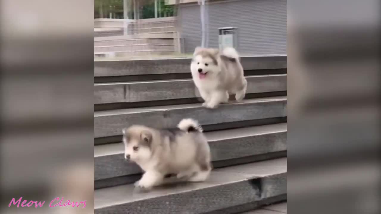 Baby Alaskan Malamute falling down the stairs