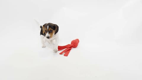 Dog Leaves Toy On White Screen