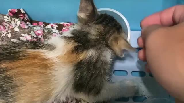 Picked up another cat today, hoping someone will adopt them