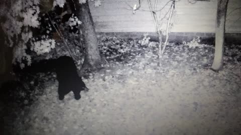 Bear outside my window