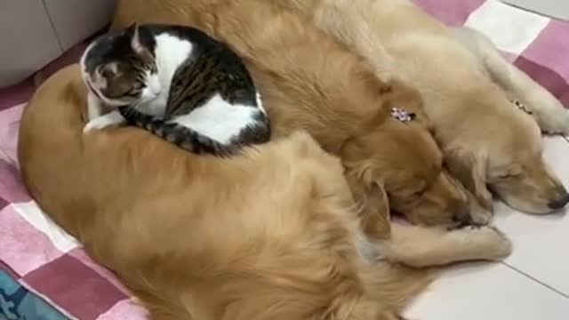 This Cat is Best Friends With a Golden Retriever and Her Puppies