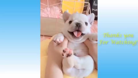 Funny Animal Compilations #3