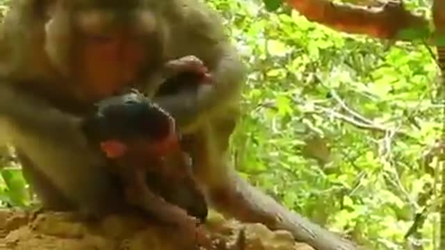 Monkey Giving the birth to her child seldom to see