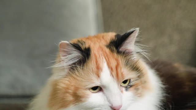 Cat cute 🥰