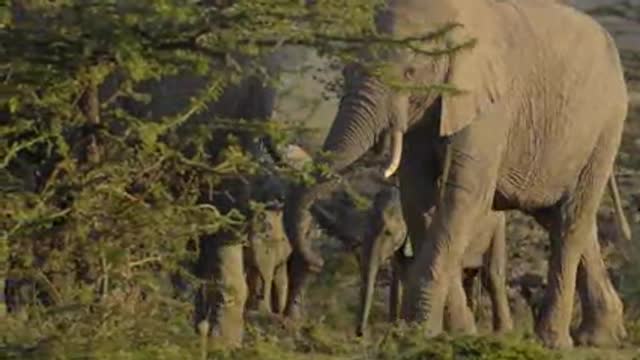 ELEPHANTS CLOSE UP SHOT