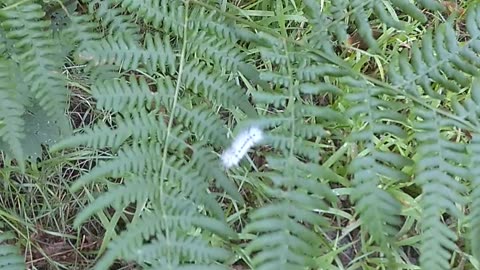 Hickory Tussock Caterpillar