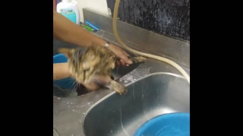 Cat that doesn't like bathing