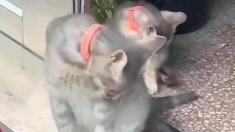 🙏❤️🎉🎉🎉🎊🎊🎊️SWEET AND FUNNY ANIMAL SHOTS 🙏❤️❤️🎉🎉🎉🎊🎊🎊