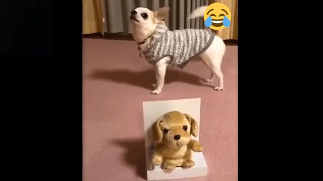 Funniest dog😀 🐕cat🙀Awesome funny pet Animals video