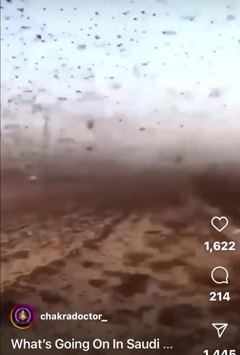 Locusts in Saudi Arabia