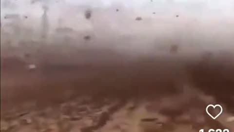 Locusts in Saudi Arabia