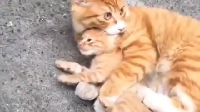 Baby cats - cute and funny cat videos compilation