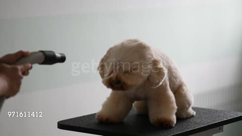 Chinese Pet Groomer Making Fun