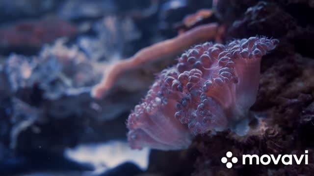 Coral