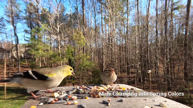 What a nice colors bird - American Goldfinch