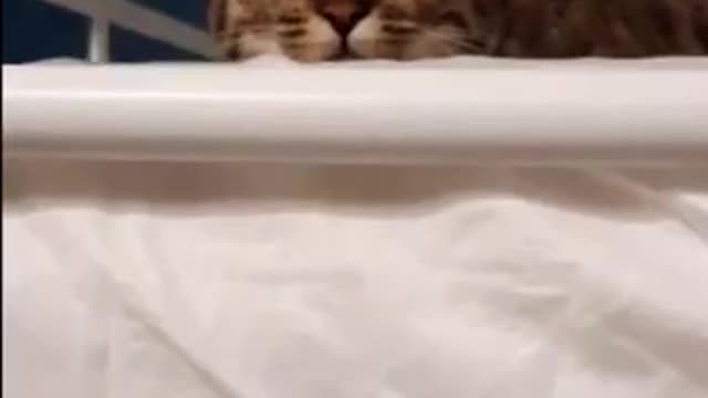 Funny Cat