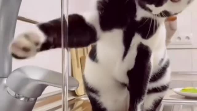 How does this cat look like a cow? He's a