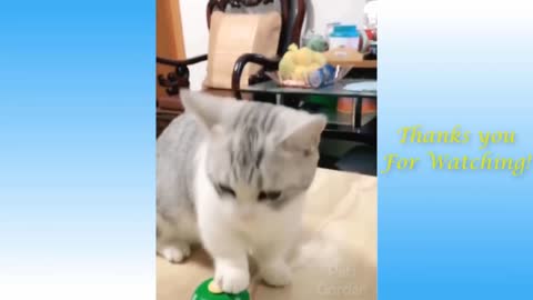 OMG So Cute Cats Best Funny Cat Videos 2021 #81