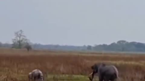 Wildlife in closer view with a natural perspective.