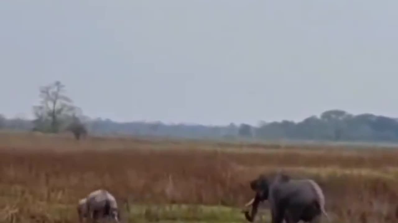 Wildlife in closer view with a natural perspective.