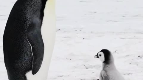 Baby 🍼 and Papa Penguin 🐧 on 🍦#love#nature#view#bird