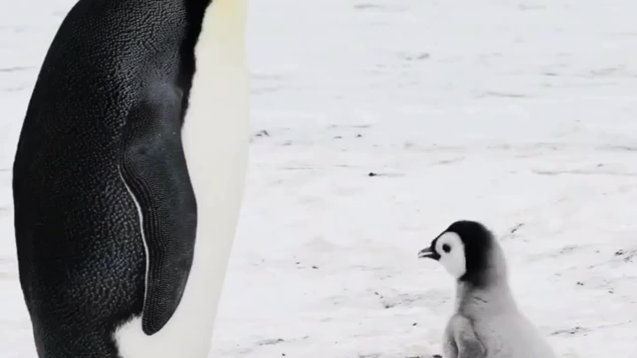 Baby 🍼 and Papa Penguin 🐧 on 🍦#love#nature#view#bird