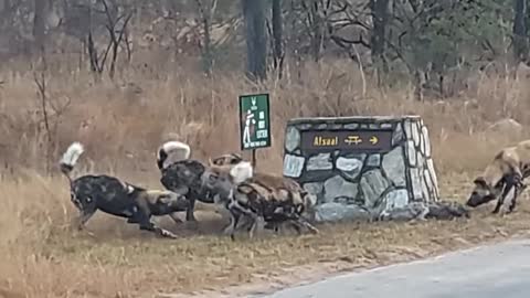 Hyena Cornered by Wild Dogs Calls for Backup