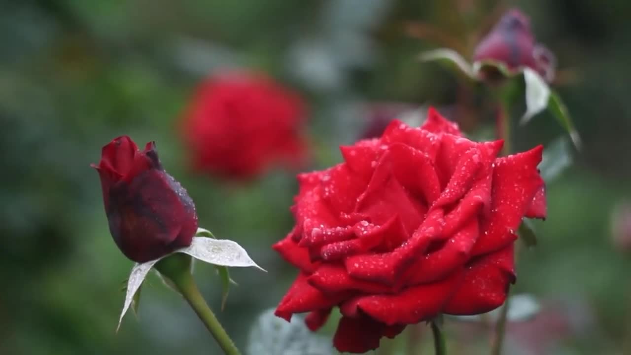 Flower video 4