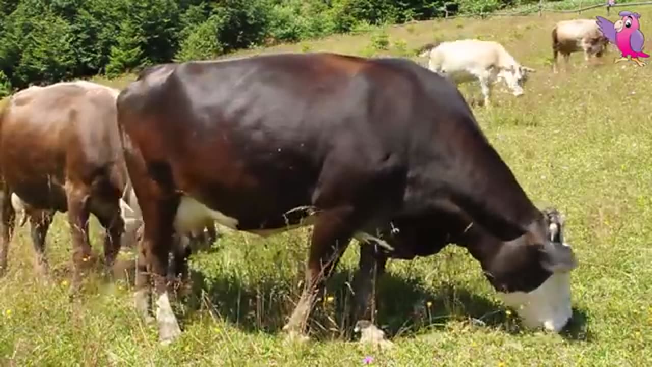 Cow video 📸📷 cow mooning and grazing in feild