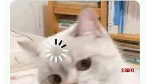 Shada shada kala kala.(cat)