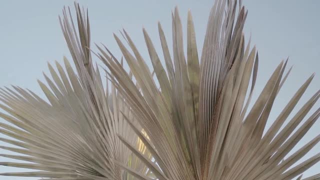 Palms