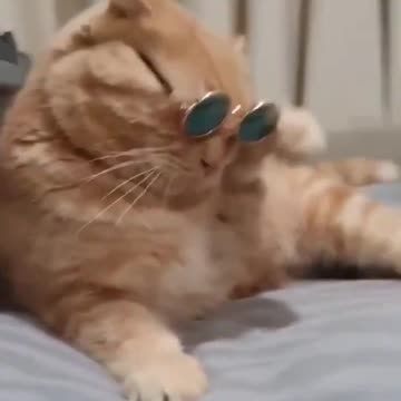 5.dashing cat 😺😺🥰🥰