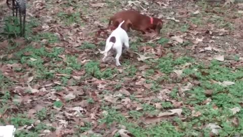 Play date with Faith and Buttons.