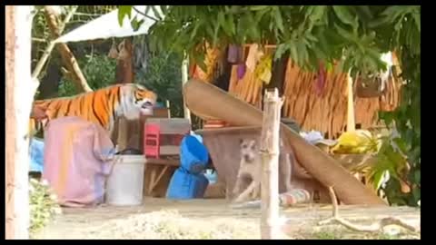 Troll prank dog funny & fake lions and fake tiger prank