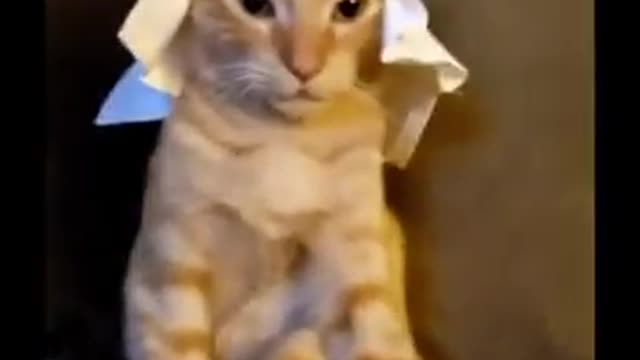 Cat with hat gets worshipped