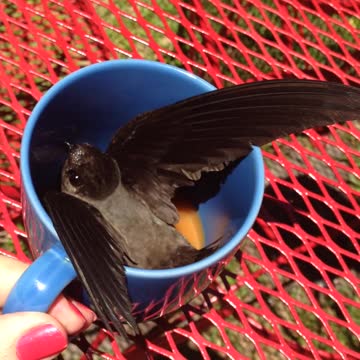 Woman Tries To Help Bird Escape Her Kitchen But He Only Wants Coffee