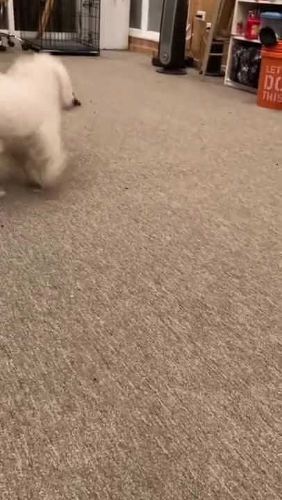 rl! Hope you have been playing fetch at rainbow bridge with a buddy❤️