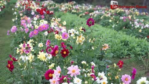 flowers in the garden