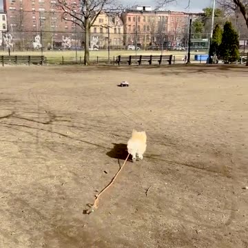 how to tire a corgi out